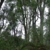 Endangered Woodland of Cumberland Plain, Western Sydney 